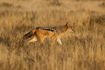 Image showing Black Backed Jackal