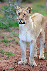 Image showing Lioness