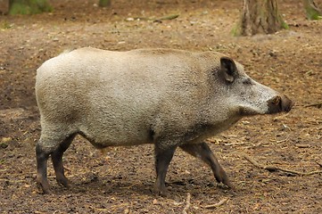 Image showing Wild Boar
