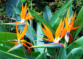 Image showing Paradise birds