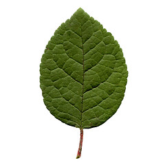 Image showing Prune leaf