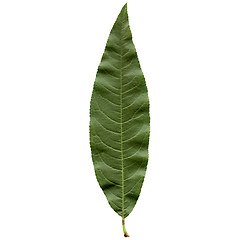 Image showing Peach leaf