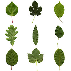 Image showing Leaves collage