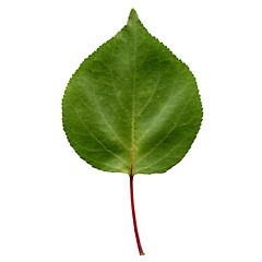 Image showing Apricot leaf