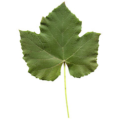 Image showing Vitis leaf