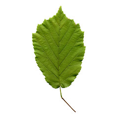 Image showing Hazelnut leaf