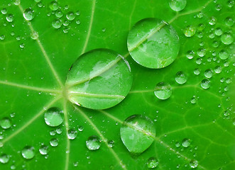 Image showing Water drops