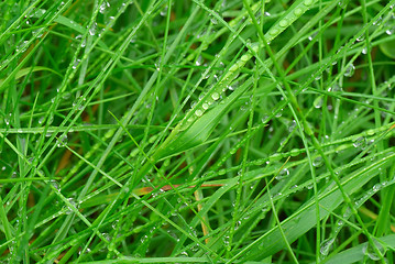 Image showing Drops on grass