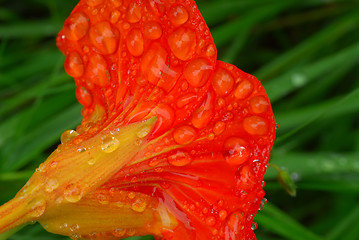 Image showing Water drops on flower