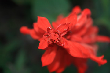 Image showing Red salvia