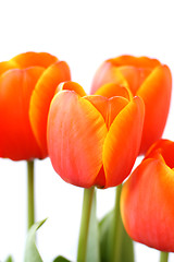 Image showing Tulips