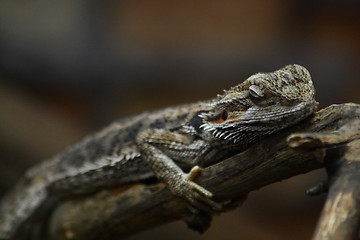 Image showing Iguana