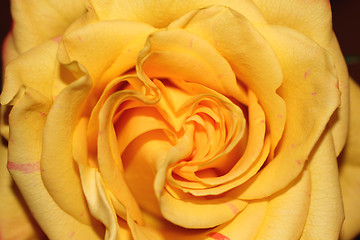 Image showing Rose