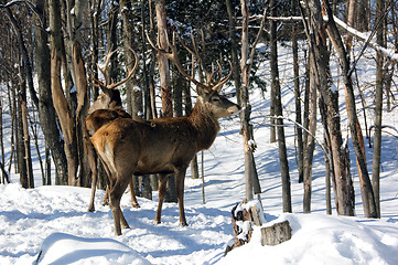 Image showing Elk