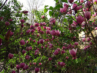 Image showing Magnolia