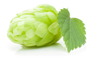 Image showing Hop cone