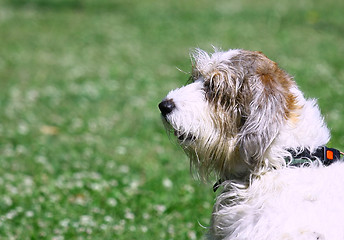 Image showing Shaggy Dog