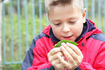 Image showing Kid examining leaf