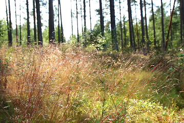 Image showing Sunlight in Forest and Grass