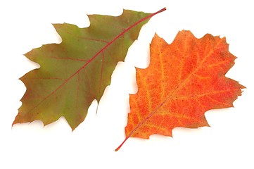 Image showing Leaves