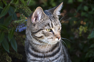 Image showing Cat