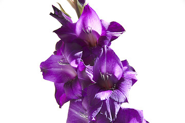 Image showing Gladiolus