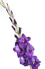 Image showing Gladiolus