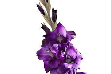 Image showing Gladiolus