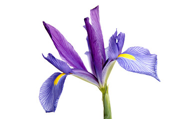 Image showing Iris