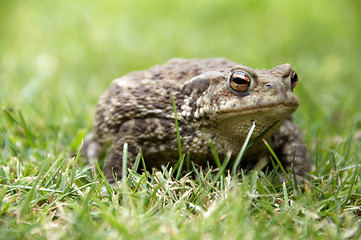 Image showing Frog