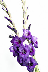 Image showing Gladiolus