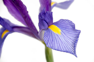 Image showing Iris