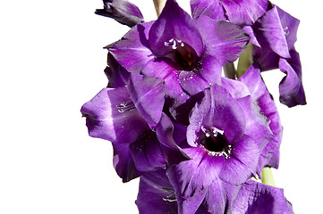 Image showing Gladiolus