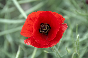 Image showing Poppy