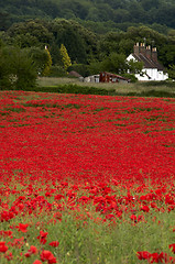 Image showing Poppy Field