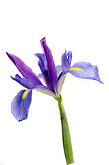 Image showing Iris