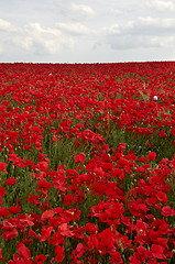 Image showing Poppy Field