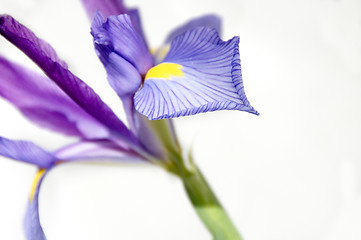 Image showing Iris