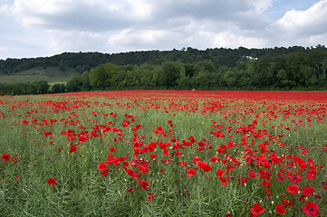 Image showing Poppy Field