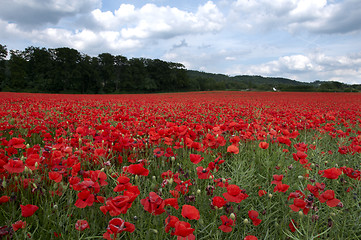 Image showing Poppy Field