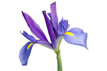 Image showing Iris