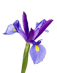 Image showing Iris