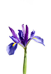 Image showing Iris