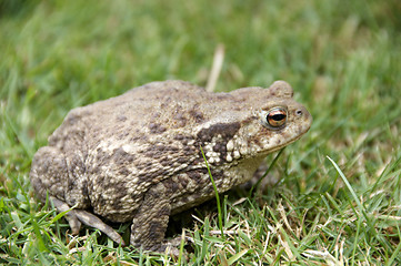 Image showing Frog