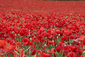 Image showing Poppies