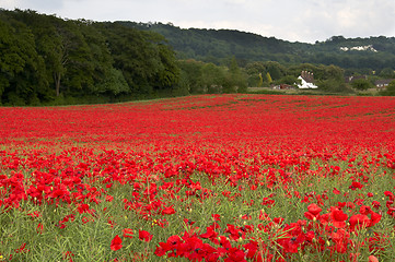 Image showing Poppy Field