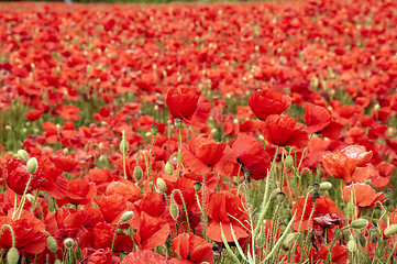 Image showing Poppies