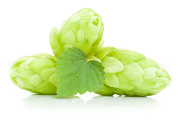 Image showing Hop Cones