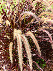 Image showing Ornamental grass