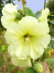 Image showing Wild yellow flower.